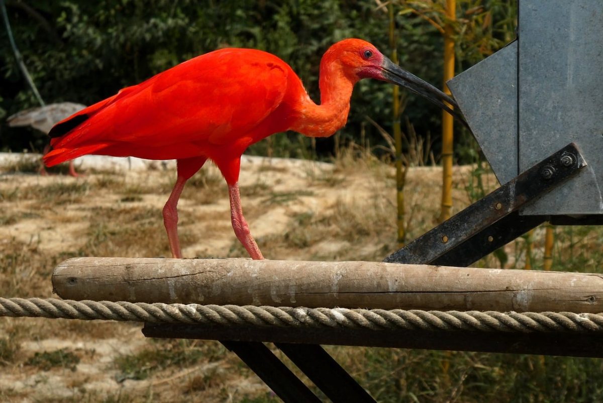 scarlet ibis, bird, fauna, ornithology, normandy, france, animal, zoo, red, exotic, avian, natural, black beak, biology, nature, wings, feathers, color, weight