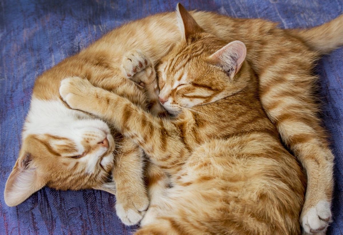 two orange cats, cuddling cats, striped orange cats, sleeping cats, pets, sleep, animal love, cat friendship, relaxation, cat fur, adorableness, animal interaction, blue blanket, cute animal, sleeping pets, coziness, companionship, natural light, cat companionship