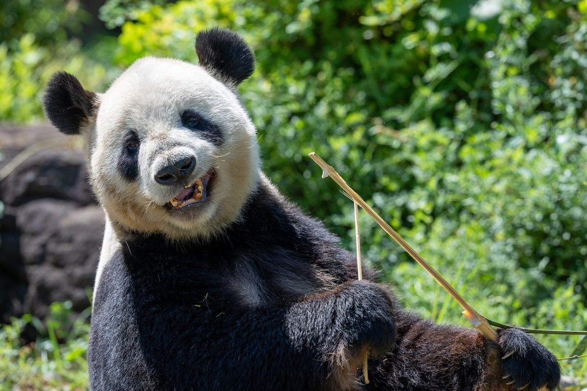 panda, giant panda, eating bamboo, forest, wildlife, cute, green, bamboo, zoo, green forest, animal, smile, nature, mammal, charming, portrait, cute smile, fur, wild animals, consumption