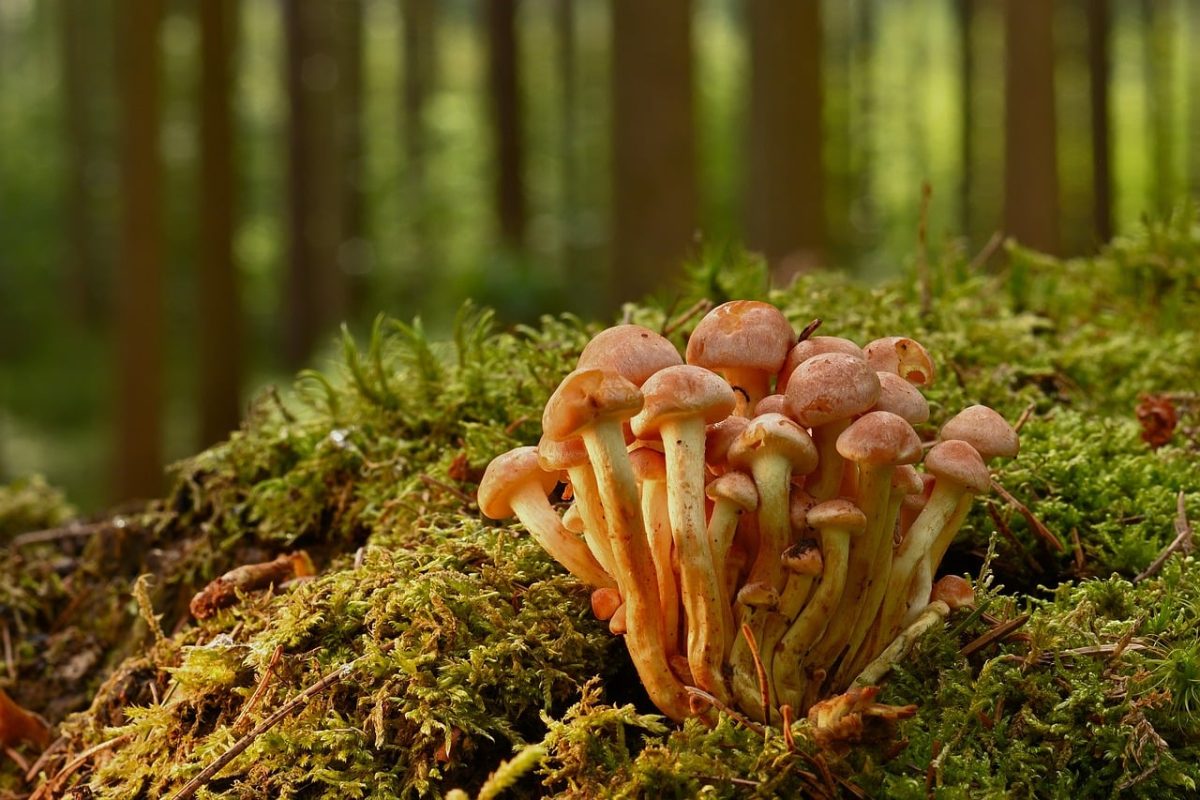 forest, green, moss, autumn, nature, mushroom group, close-up, small mushrooms, mushrooms, ground, forest floor, ecosystem, environment, foraging, fresh, wild, forest life, organism, rustic, nature scene