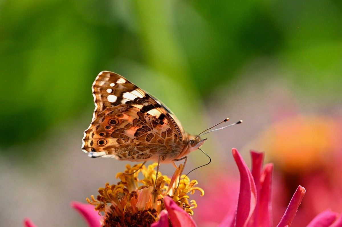 butterfly, zinnia, flower, macro, nature, close-up, insect, autumn, garden, painted lady, butterfly wings, fauna, color, pollen, living thing, wings, beast, biology, blooming, wilderness, petal