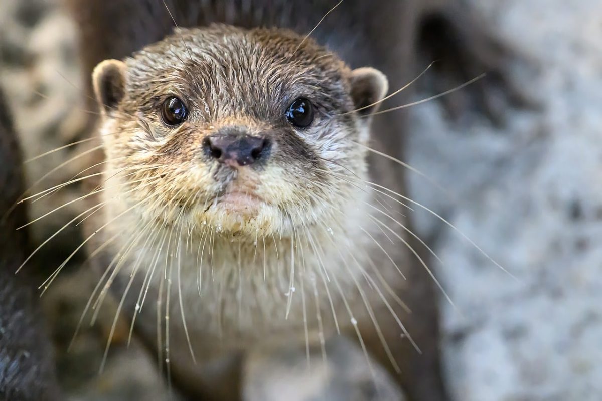 otter, animal, mammal, zoo, predator, fur, wild, cute, aquatic, nature, water creature, nose, face, eyes, whiskers, cuddly, brown, close-up, facial expressions, juvenile, mammal species