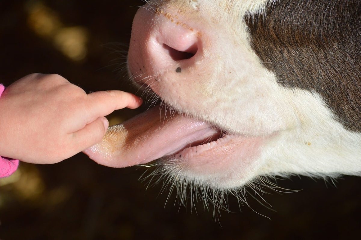 cow, tongue, child, hand, farm, explore, care, contact, curious, love, learning, safety, agriculture, fascinating, interaction, beautiful, play, friendship, charming, knowledge