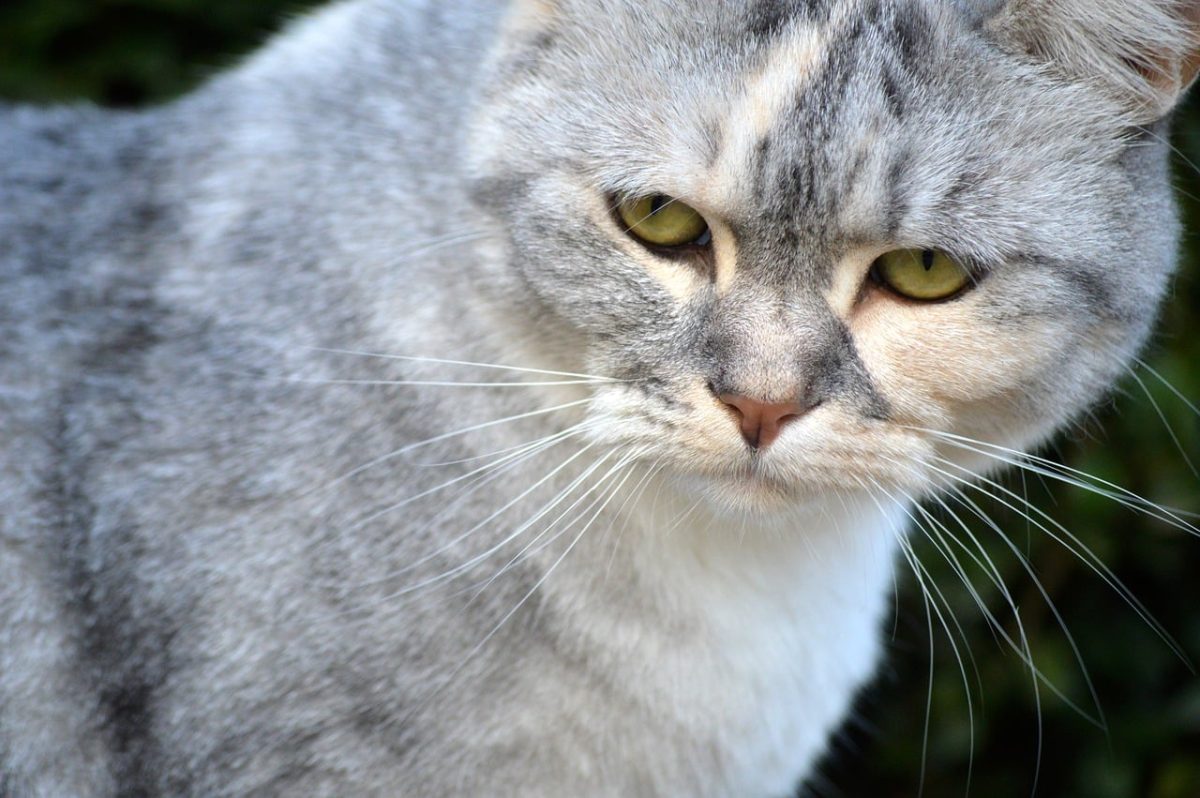 cat, close-up, gray fur, yellow eyes, whiskers, pet, mammal, animal portrait, outdoor, cat head, animal face, soft coat, nose, cat whiskers, large eyes, stray, cat portrait, house cat, soft fur