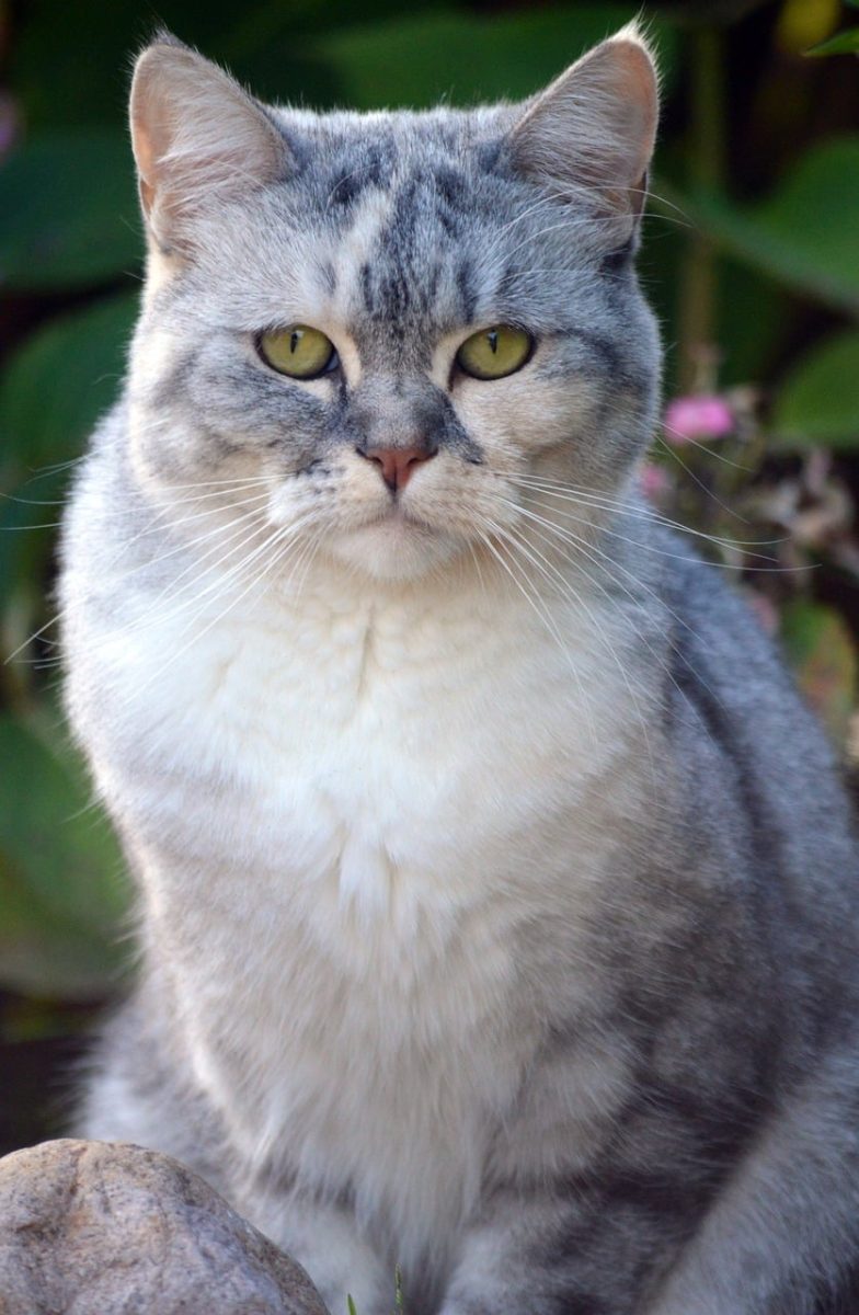 cat, pet, cat face, green eyes, gray fur, outdoors, animal, whiskers, mammal, closeup, natural background, attentive gaze, solitary, posing, curiosity, house cat, smooth fur, spring day, cute, alert, wandering