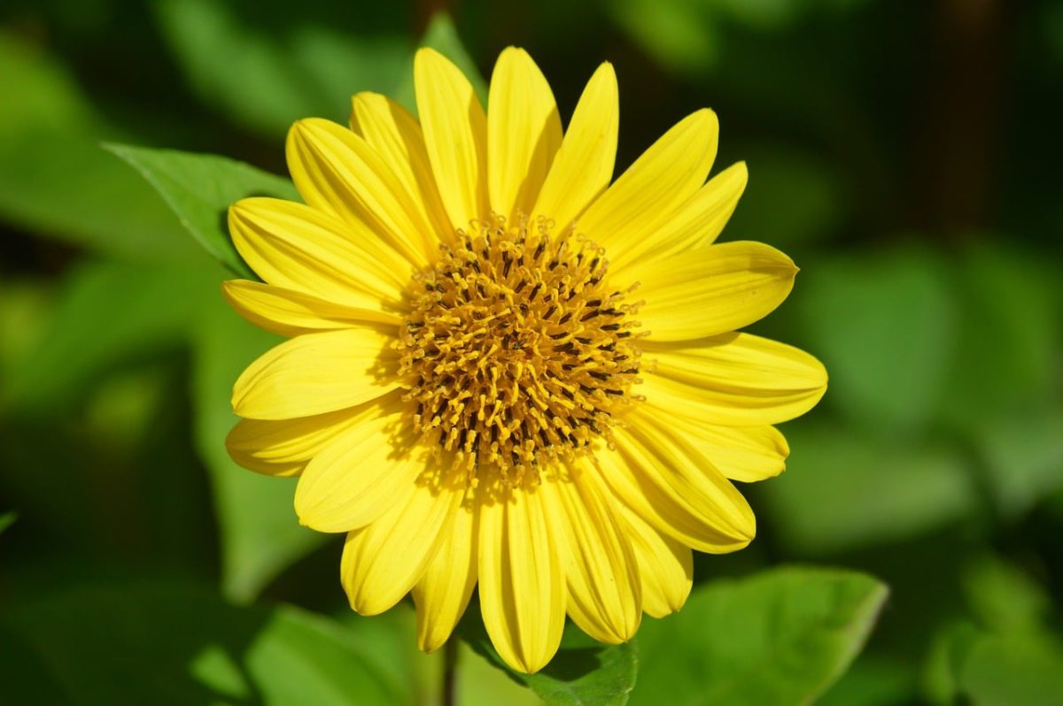 perennial, sunflower, yellow, 4k wallpaper, wallpaper hd, 4k wallpaper 1920x1080, nature, garden, free wallpaper, mac wallpaper, beautiful wallpaper, flower wallpaper, beautiful flowers, hd wallpaper, desktop backgrounds, leaves, flower background, blooming, flower, windows wallpaper, floral background, beautiful nature, garden plant, cool backgrounds, nature wallpaper, wallpaper, flora, beauty, full hd wallpaper, bright, nature background, wallpaper 4k, appearance, summer, essential, free background, outdoor, calm, laptop wallpaper, simplicity