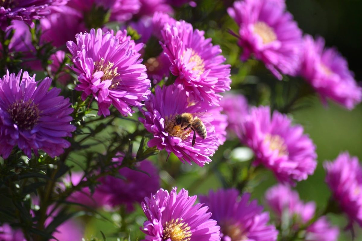 asters, flower, bee, pollination, garden, nature, purple, autumn, insect, nature wallpaper, flowering plant, daisy, colorful flowers, insect-friendly, bouquet, ecosystem, wildflower, flower bed, visual delight