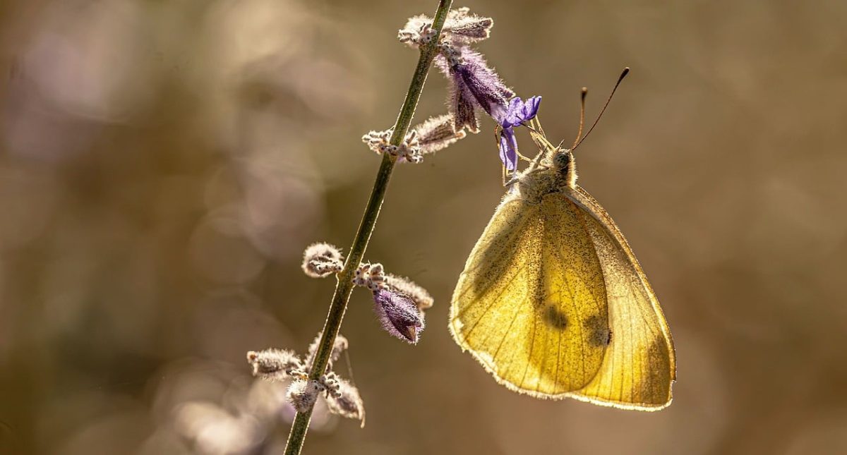 butterfly, pieris, lavender, flower wallpaper, bokeh, free background, nature background, hd wallpaper, floral background, 4k wallpaper 1920x1080, macro, full hd wallpaper, wildlife, lighting, cool backgrounds, background, 4k wallpaper, golden hour, beautiful wallpaper, free wallpaper, desktop backgrounds, beautiful flowers, beautiful nature, backlighting, wings, white butterfly, flower, insect, mac wallpaper, laptop wallpaper, flower background, plant, wallpaper hd, wallpaper, nature wallpaper, beautiful, windows wallpaper, delicate, nature, wallpaper 4k, details