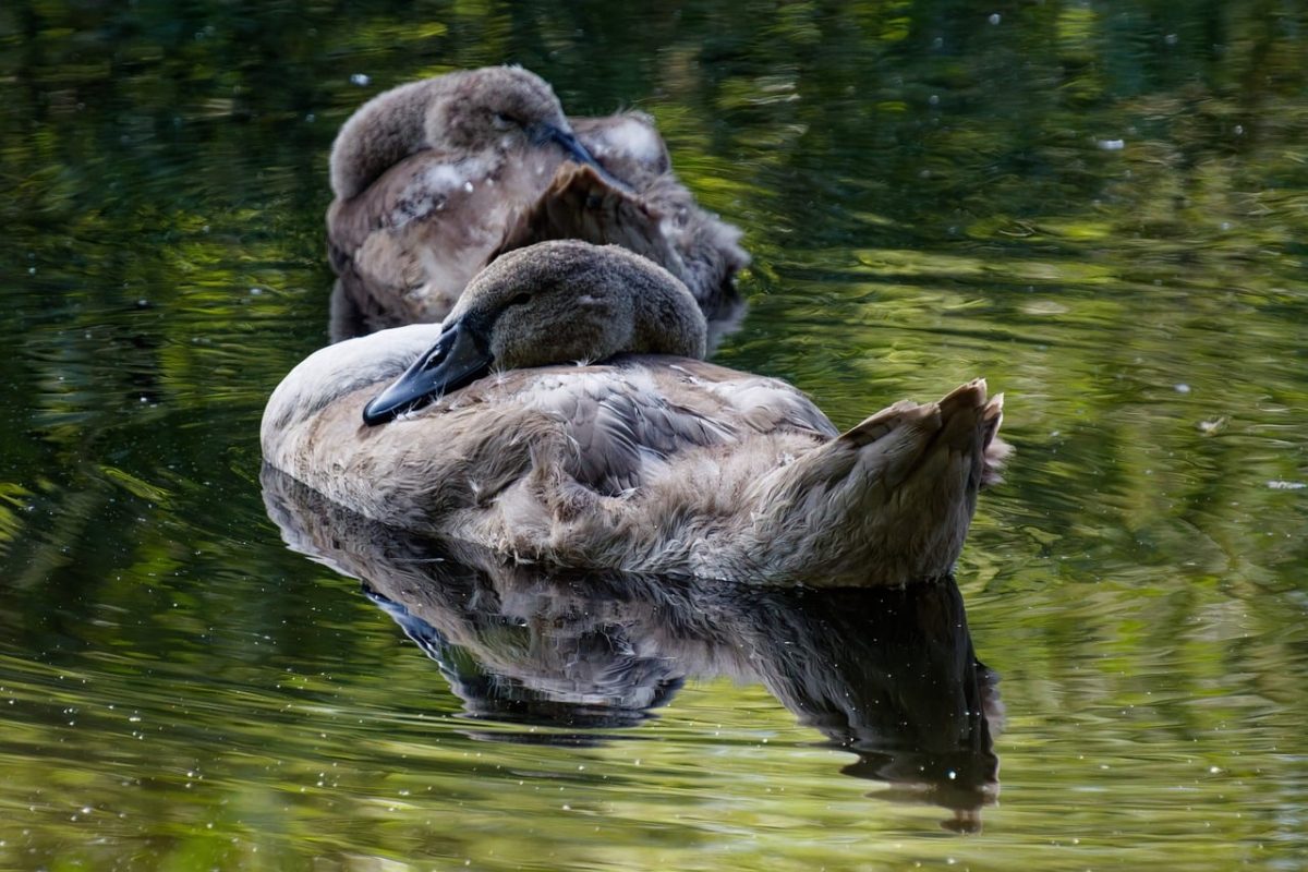 swan, cygnet, water, lake, nature, floating, calm, young, baby, reflection, peaceful, tranquil, feather, golden, light, still, enchanted