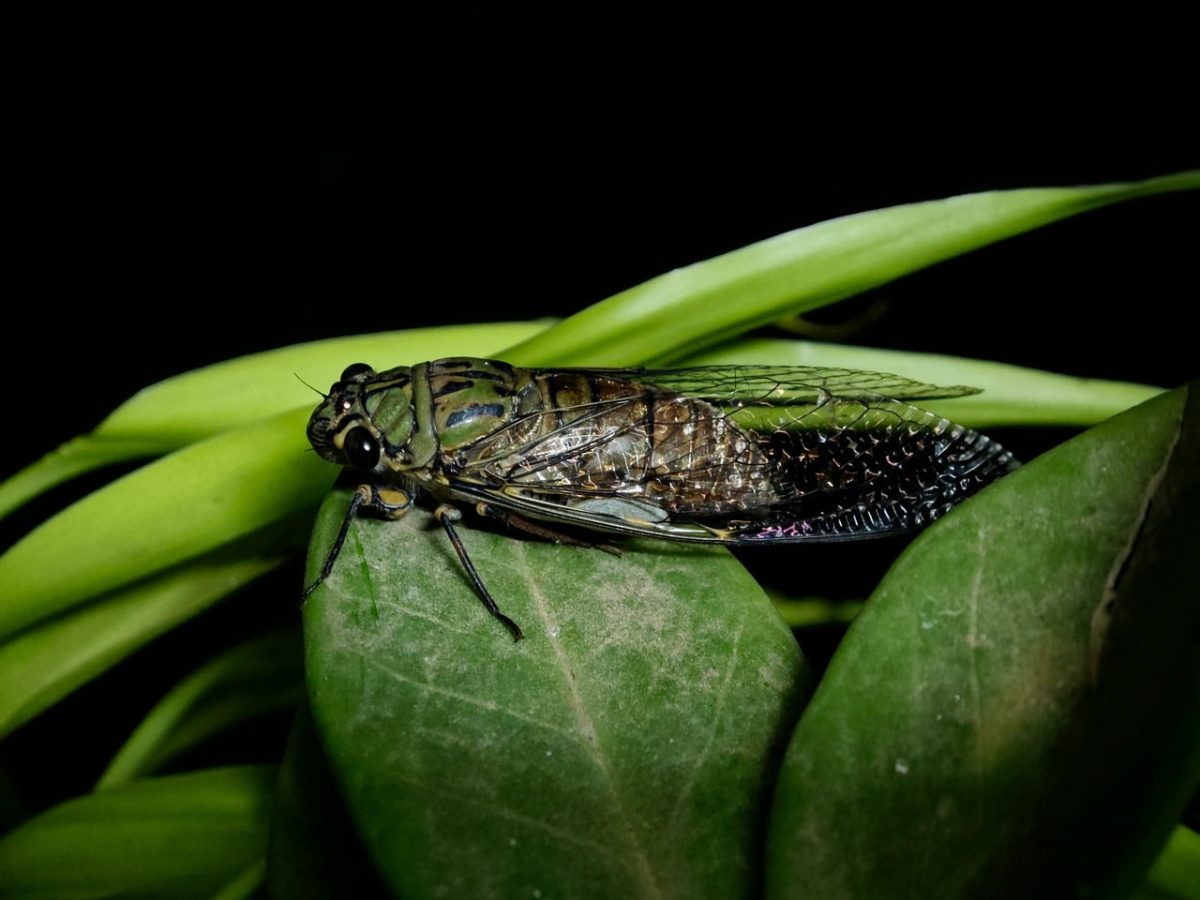 cicada, insect, nature, leaf, green, detail, wings, macro photography, biology, ecosystem, botany, natural world, night, dark, gardening, texture, calm, natural beauty, science