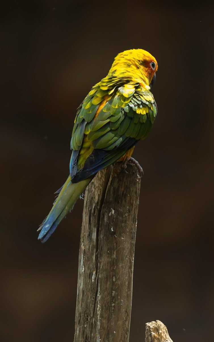 parrot, colorful, yellow, green, blue, feathers, peaceful, nature, wood, sitting, rough, sunlight, outdoors, alone, bird on wood, golden, perched, exotic