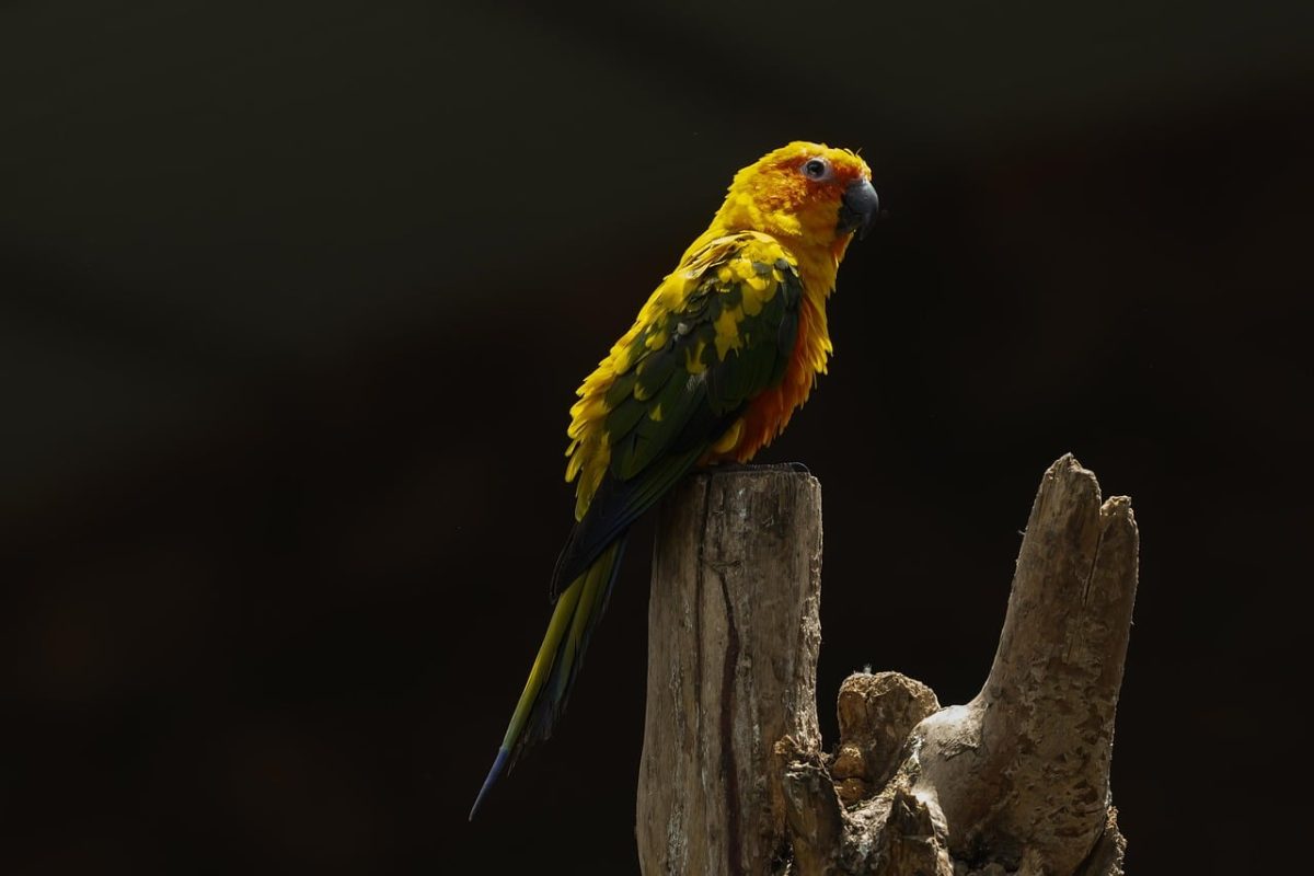 parrot, vibrant yellow, exotic bird, nature, animal, wood, trunk, environment, bird, natural environment, tree, animal portrait, natural beauty, wild, night, concept, tropical, feathered, outdoor, spring