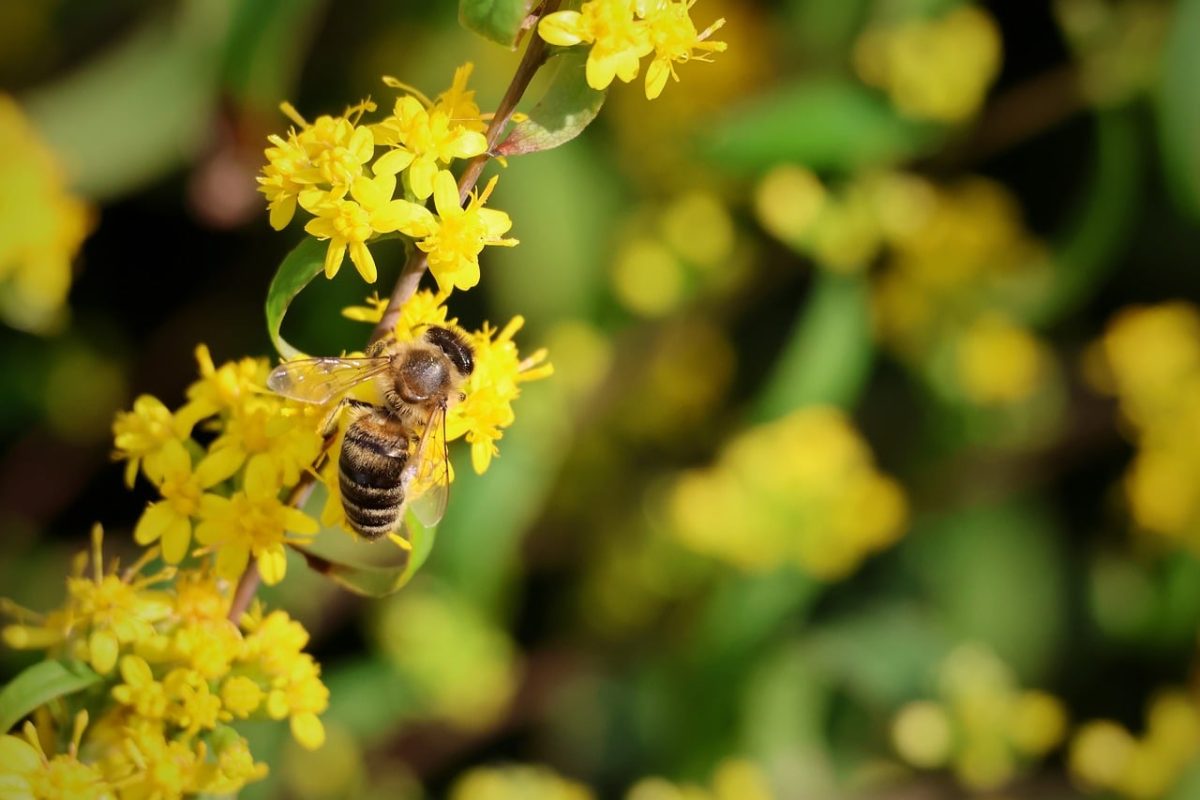 bee, insect, yellow flowers, nature, pollination, pollinator, garden, macro, bumblebee, plant, flying, bug house, biology, natural habitat, ecosystem, eco, honey production, green, blossom, summer