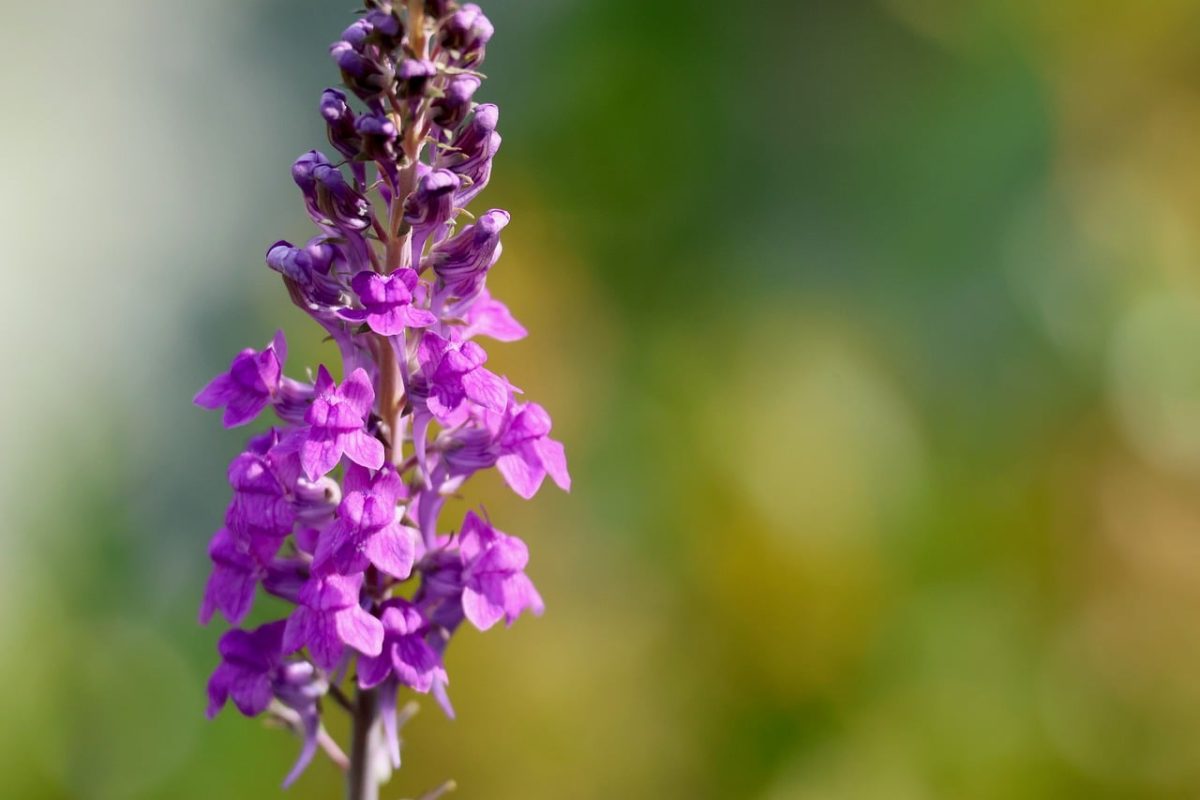 purple, flower background, linaria purpurea, beautiful flowers, flower, wildflower, pink, meadow flower, blooming, stem, beautiful, blossomed, macro, summer, green background, flower wallpaper, nature, decorative, fresh, colorful, beautiful nature, detail