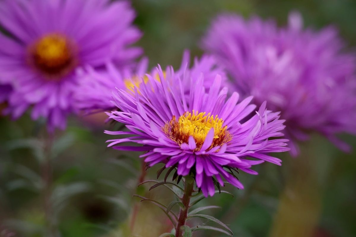 aster, purple flower, flower wallpaper, flower, nature, outdoor, garden, sharp focus, small flower, blurred background, color, beauty, botany, beautiful flowers, gardening, seasonal, wild, blooming, bright, summer, warm, vivid purple, flower background, hobby