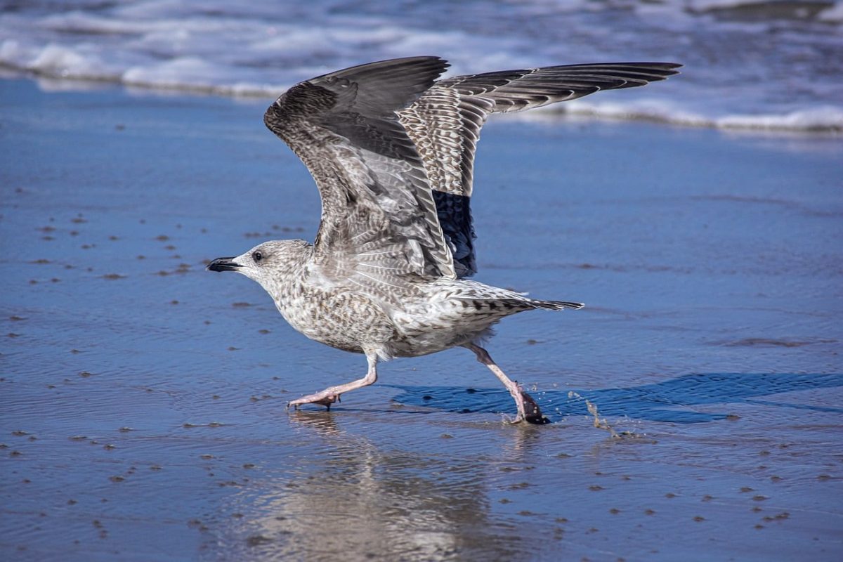 seagull, bird, beach, sea, wings, shore, nature, wild, cry, animal, reflection, slush, hunter, bathing, summer, flight, blue, moisture, leisure, spring