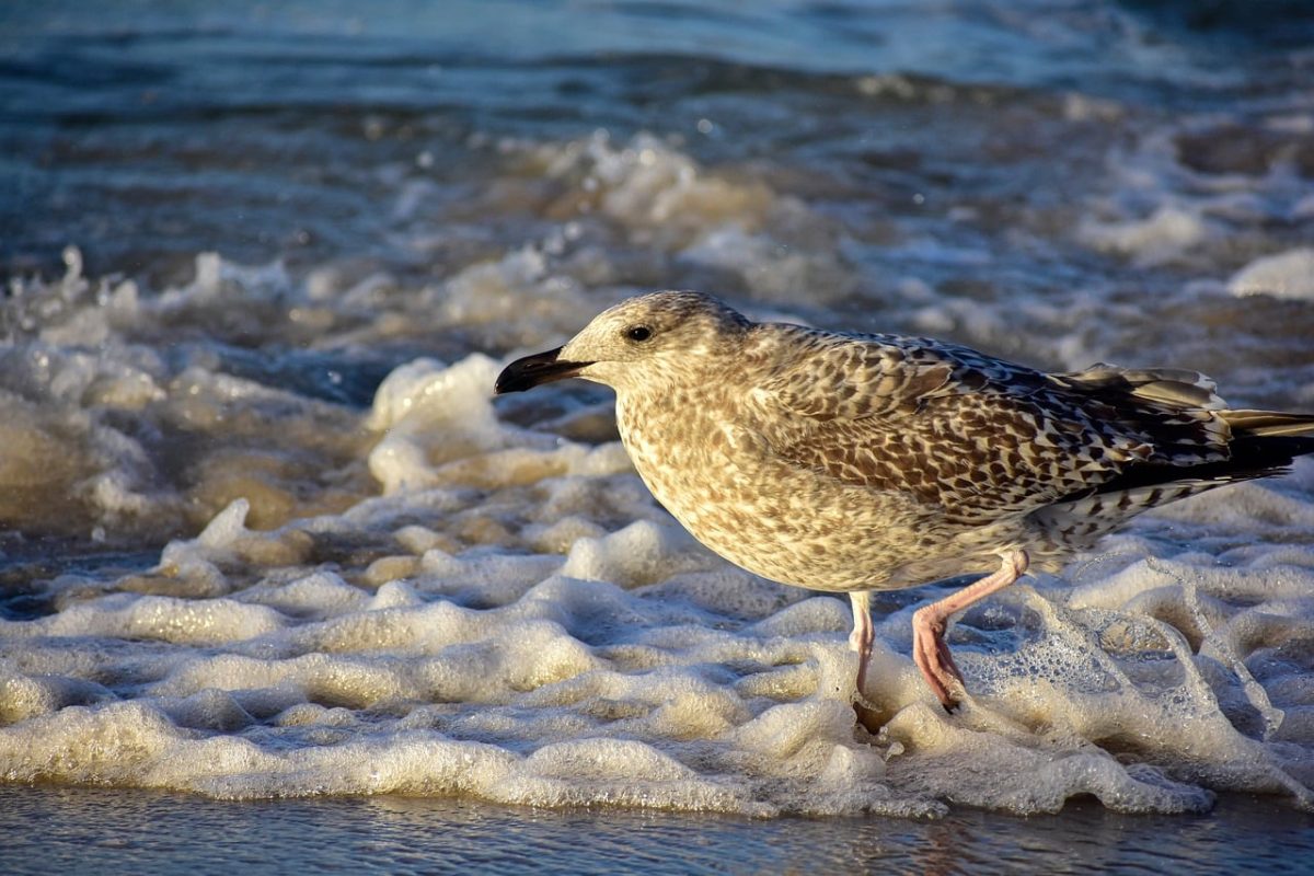 seagull, sand, sea, coast, foam, wave, nature, raptor, animal, hunting, beach, water bird, tide, feeding, bird, waves, surf, sea foam, avian world, fauna, natural life