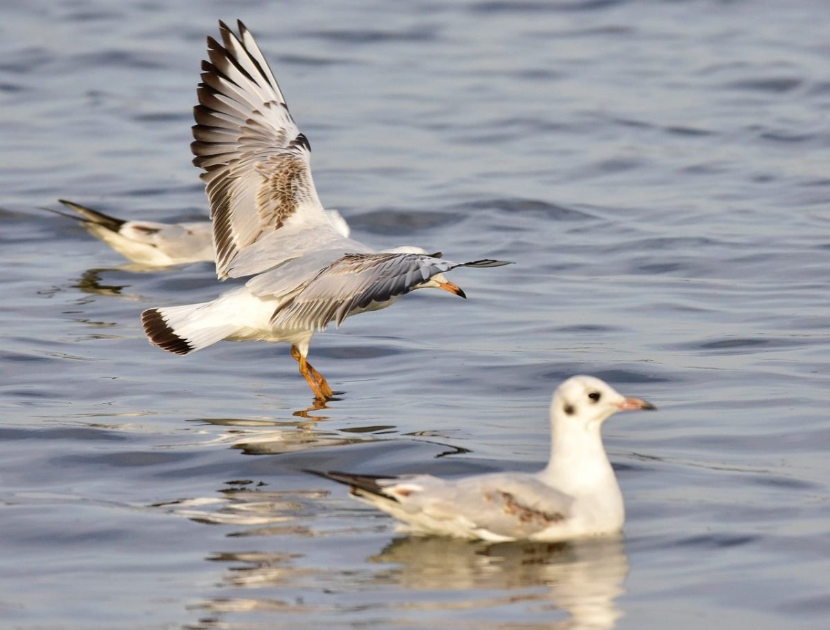 seagull, bird in flight, water, plumage, nature, bird species, seabird, wings, coastal area, pond, mew, animal, wildlife, flying over water, sky, wild nature, space, ecology, uplift, bird flight