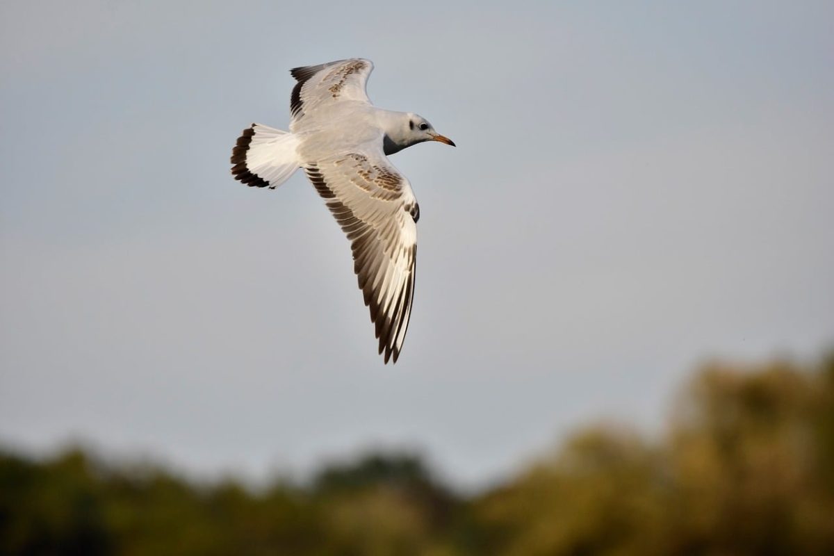 seagull, bird, flight, wings, sky, nature, flying, black and white feathers, freedom, solitude, wild, birds in flight, movement, wildlife, ornithology, gliding, magic, long bill, reflection