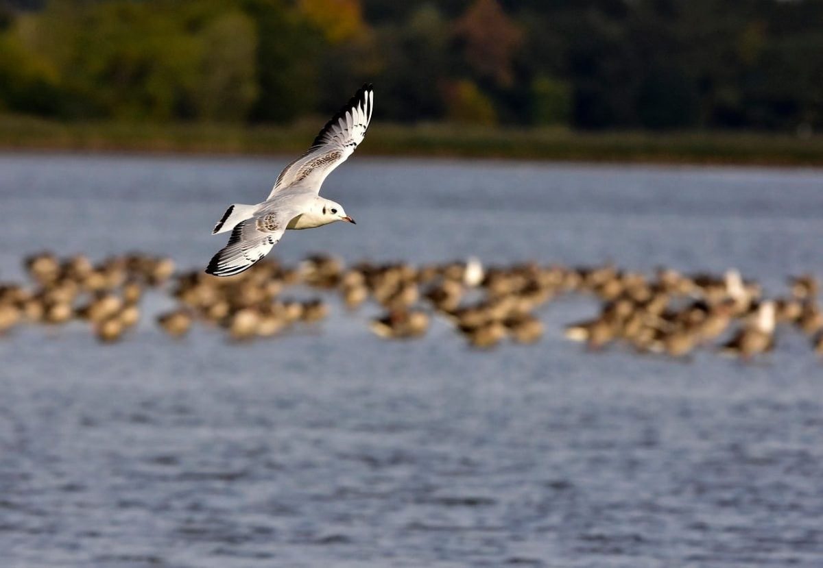 gull, flying bird, lake, autumn, body of water, nature, flock of birds, sky, bird migration, natural habitat, wildlife, ornithology, ecosystem, wings, ecology, blue color, predatory bird, black and white, winter season, distant landscape