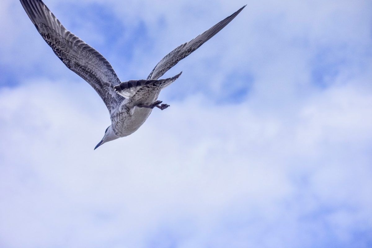 seagull, flight, blue sky, flying bird, wildlife, sky, bird, birdwatching, winged creature, nature, angle view, free flying, wings, freedom, aviation, raptor, curiosity, perception, mania