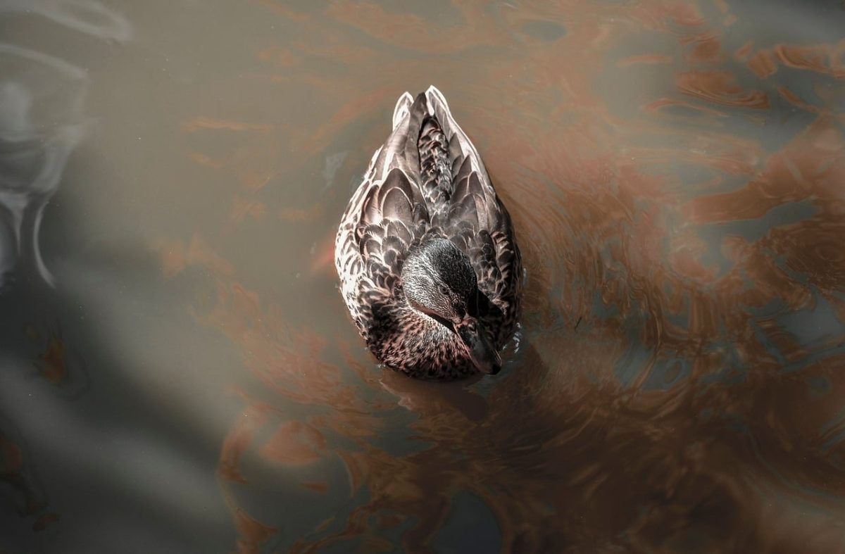duck, wild water, water bird, swimming, lake, autumn, nature, wildlife, water, swimmer, wild ducks, skater, duck pattern, water reflection, wild colored, shiny feathers, solitary bird, duck breast, water surface