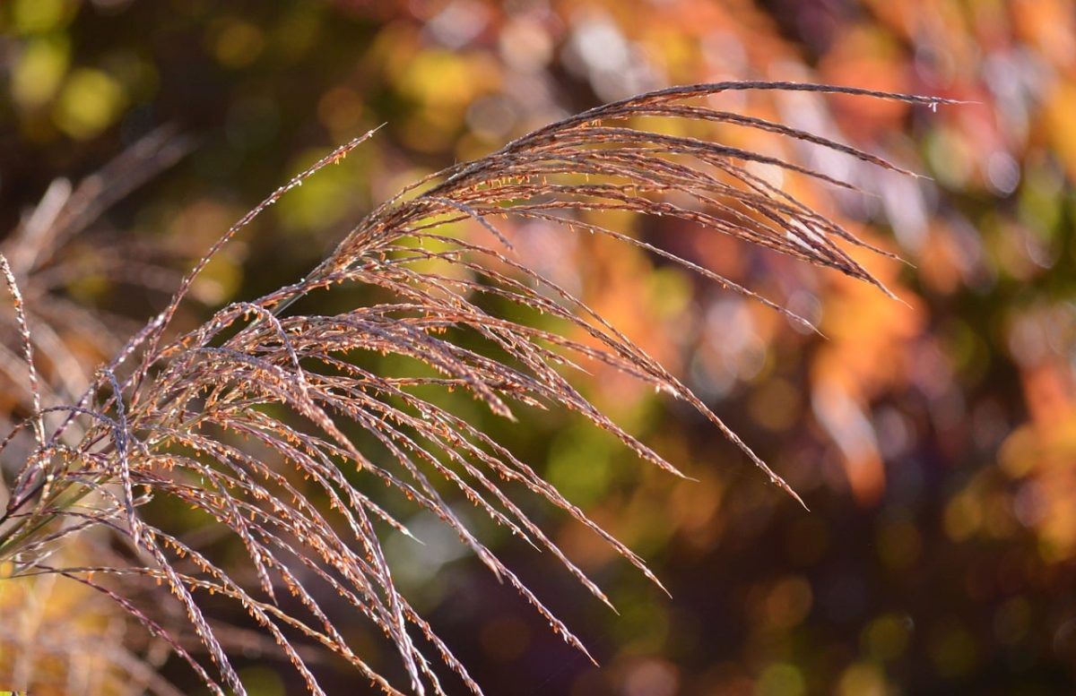grass, golden autumn, nature, yellow leaves, blurred background, autumn foliage, shades of orange, autumn colors, soft textures, natural texture, grasses and herbs, countryside, outdoor scene, beautiful landscapes, pastel colors, gentle atmosphere, warm light, morning glow