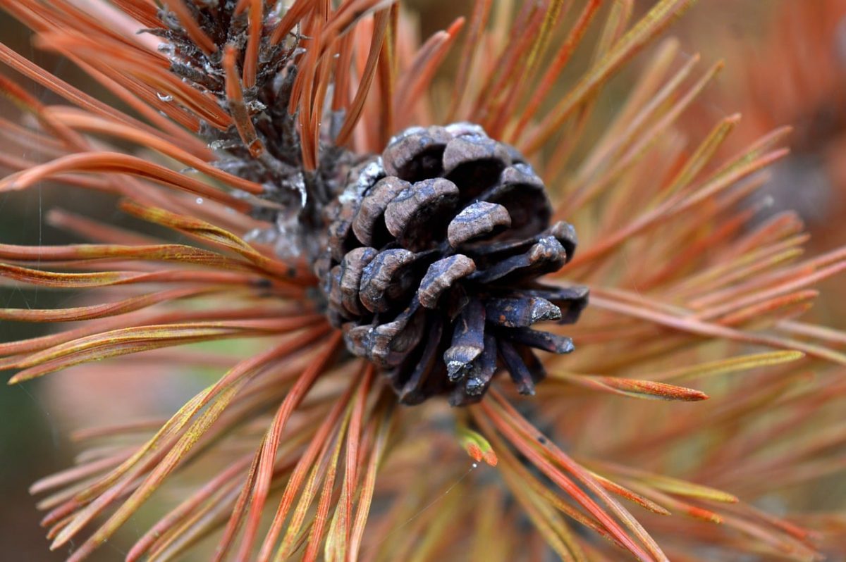 pinecone, conifer, nature background, nature, autumn, close-up, textures, plant, brown, orange, foliage, tree, seed, still life, botany, dry, view, outdoor, creativity, autumn colors