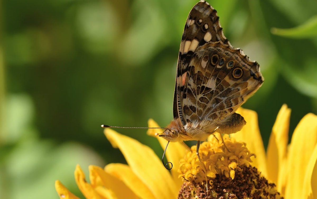butterfly, flower, zinnia, nature, macro, summer, flower background, pollination, wing, garden, wildlife, detail, insect, natural, butterfly garden, beautiful flowers, coloration, beauty, photography, flower wallpaper, sharp display, environment, painted lady, nectar