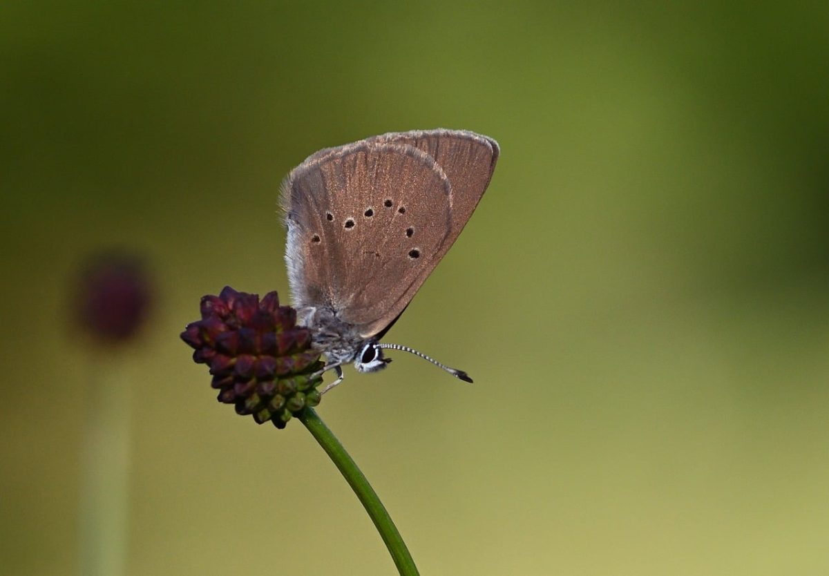 butterfly, meadow, macro photography, wings, summer, wildflower, insect, brown, antenna, detail, endangered species, natural environment, flower, green, close-up, nature, breathtaking, symmetry, beauty, hoverfly, shading