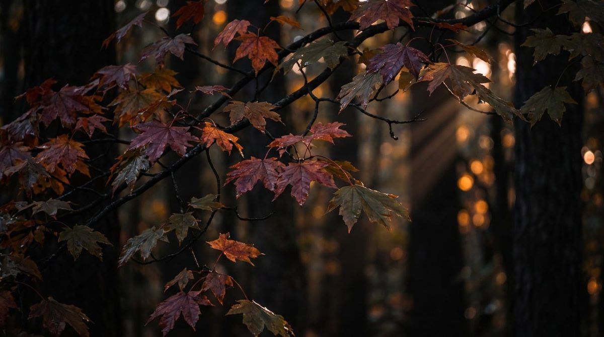 maple, forest, leaves, autumn, sunlight, rays, red, moody, nature, shadows, beams, dark, outdoors, landscape, wet, environment, woodland, foliage, cinematic