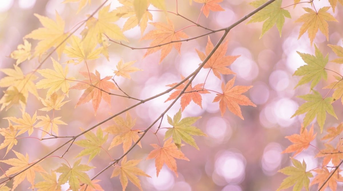 maple, leaves, pastel, background, soft, mac wallpaper, yellow, green, nature, beautiful wallpaper, foliage, branch, free background, hd wallpaper, desktop backgrounds, wallpaper 4k, bright, spring, windows wallpaper, autumn, free wallpaper, bokeh, 4k wallpaper 1920x1080, light, delicate, wallpaper hd, high key, texture, full hd wallpaper, outdoors, cool backgrounds, laptop wallpaper, 4k wallpaper, seasonal, fresh