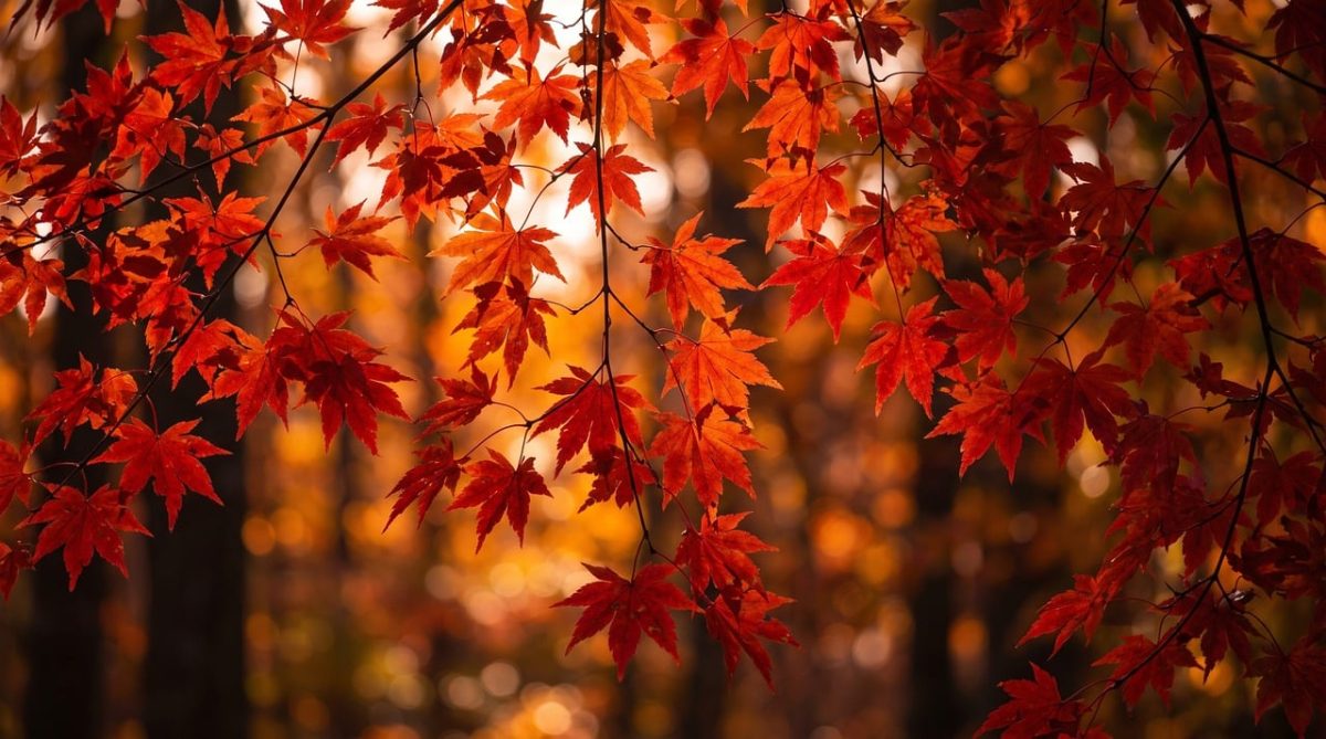 maple, leaves, free wallpaper, autumn, wallpaper hd, red, mac wallpaper, foliage, nature, full hd wallpaper, branch, windows wallpaper, seasonal, cool backgrounds, orange, trees, hd wallpaper, vibrant, outdoor, vegetation, sunlight, environment, laptop wallpaper, macro, bokeh, beautiful wallpaper, background, 4k wallpaper 1920x1080, 4k wallpaper, desktop backgrounds, free background, wallpaper 4k, flora, colorful