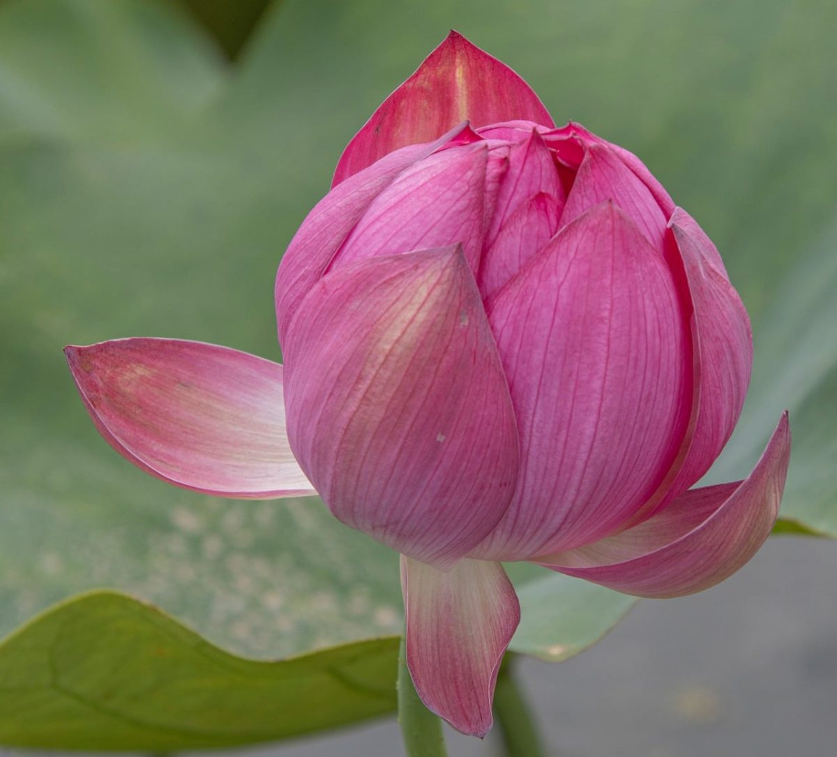 lotus, flower, pink, bud, green leaves, blooming, natural, aesthetics, beauty, meditation, relaxation, lotus flower, water plant, asian, peaceful, harmony, spiritual, aroma, typical, summer