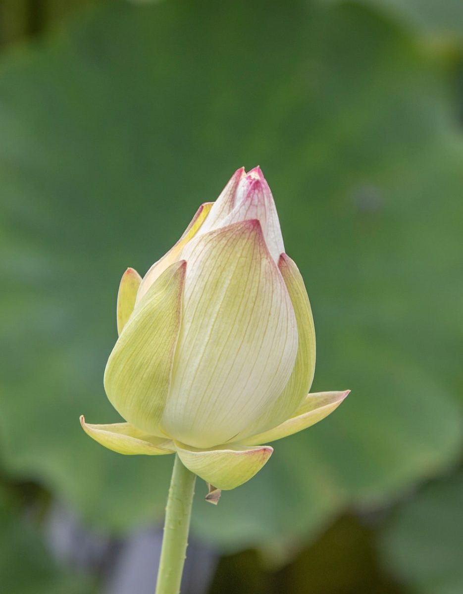 lotus flower, bud, background, macro photography, nature, green color, delicate, leaf, pink, organic, outdoor, horticulture, vegetation, beautiful, natural beauty, stem, garden, botanical, fragile, peaceful