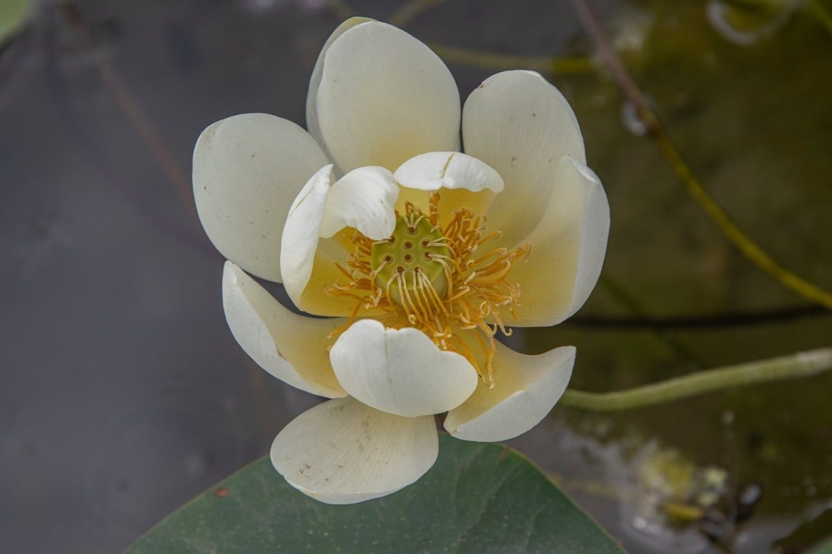 lotus, flower, pond, bloom, petals, white, garden, natural, aquatic plant, aesthetic, peaceful, center, details, botany, zen, life, meditation, oriental