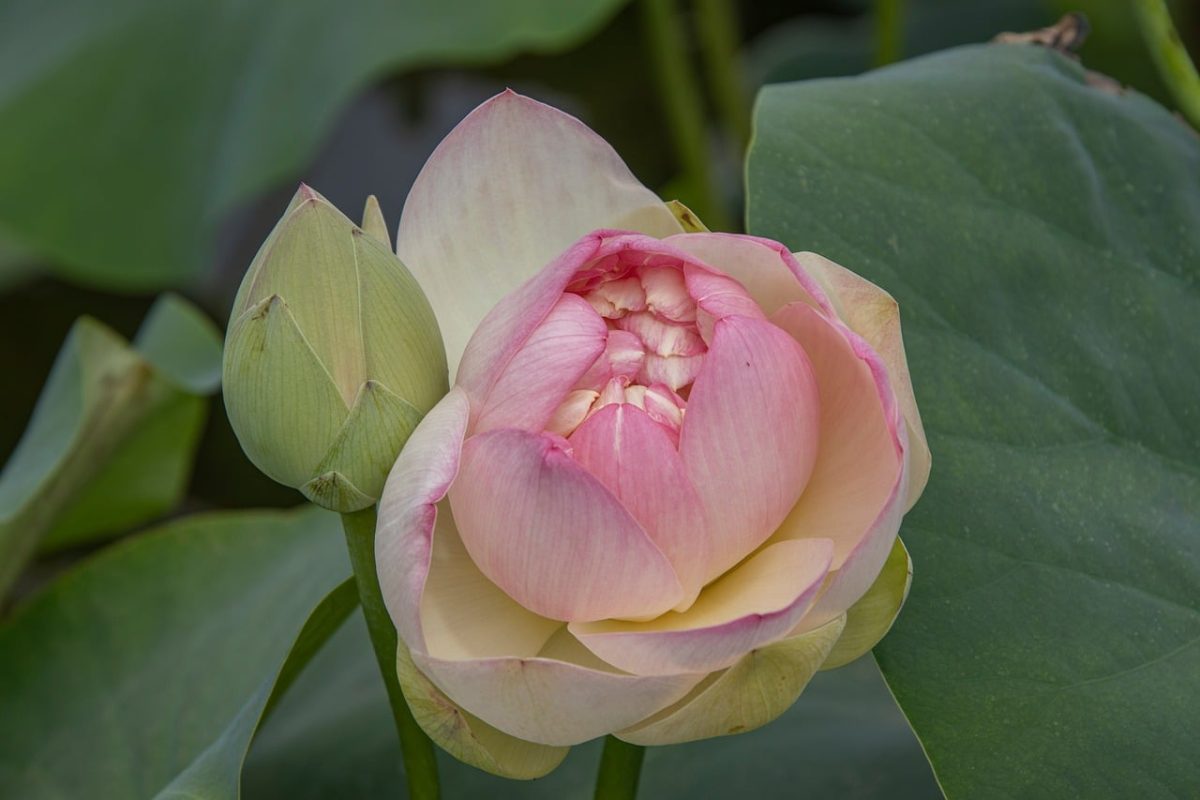 lotus, flower, pond, bloom, blossom, petals, pink, nature, leaf, bud, botany, water plant, garden, flora, summer, lotus flower, unfurled, harmony, beauty