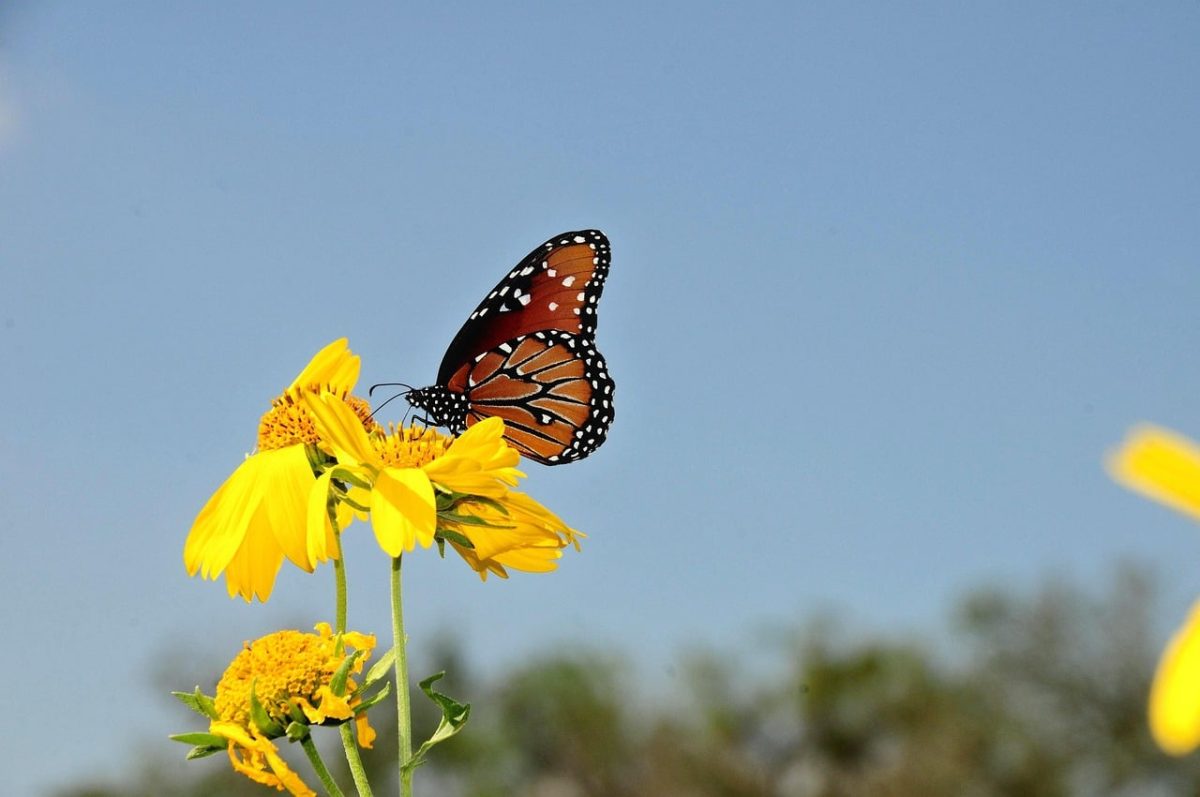 butterfly, nature, insect, wings, pollination, flower, summer, yellow, sunny, blue sky, garden flowers, macro, wilderness, black and orange, fragility, biotope, nature photography, freedom, environment, calm
