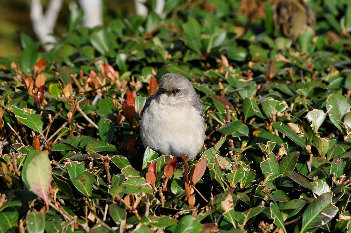 bird, nature, ornithology, feathers, bush, green, yellow, garden, leaves, environment, wings, photography, natural, resting, bird on bush, wildlife, beautiful, black and white, singing, urban