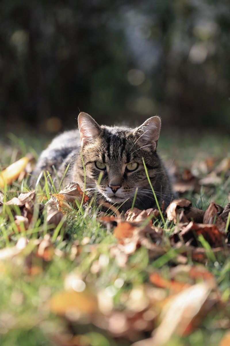 autumn, cat, pet, outdoors, beautiful wallpaper, grass, autumn leaves, nature, craft, cute, gravel, garden, background, pastel colors, calm, cat eyes, portrait, animal, natural light, detail, observation, darkness, contemplation