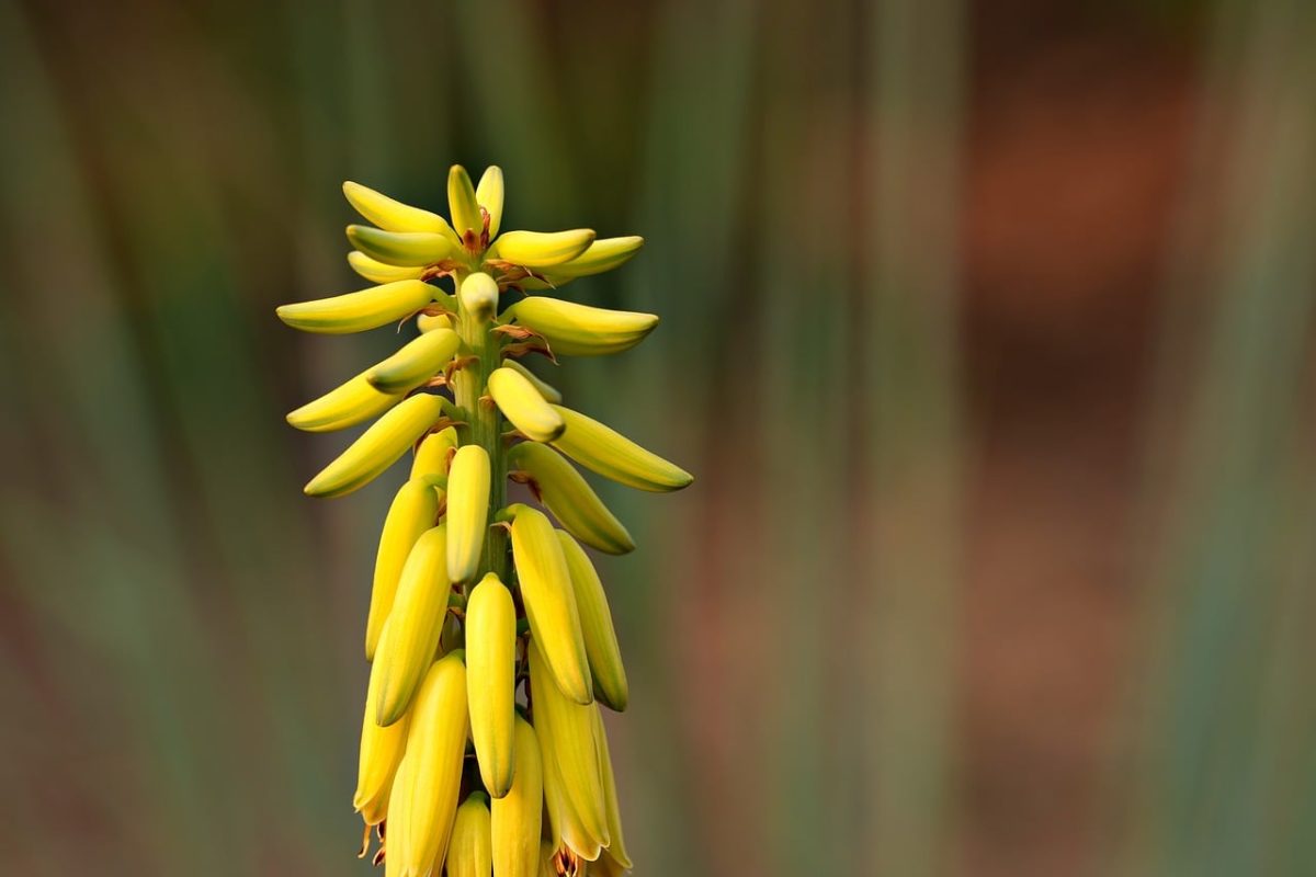 flower, flora, plant, cactus, yellow, nature, spiky, bloom, close-up, flower background, botany, flower wallpaper, spiky flower, rock garden, agriculture, perennial, beauty, garden, tapered, beautiful flowers, tropical