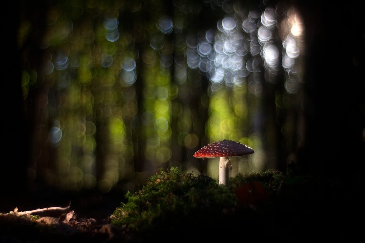 mushroom, toadstool, forest, close-up, bokeh, moss, nature, mycology, light, still life, outdoor, mysticism, darkness, wood, twilight, peaceful, soil, fantasy, illumination, delicate