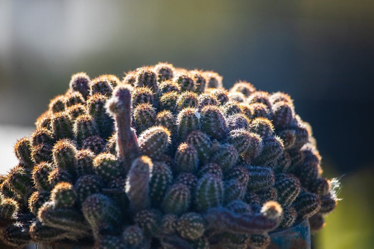 cactus, beautiful wallpaper, hd wallpaper, mac wallpaper, succulent, nature background, desktop backgrounds, wallpaper hd, wallpaper 4k, echinopsis chamaecereus, nature, free background, cool backgrounds, thorny, full hd wallpaper, cluster, greenery, detail, texture, backlight, free wallpaper, wallpaper, nature wallpaper, warm light, bokeh, 4k wallpaper 1920x1080, windows wallpaper, sunlight, 4k wallpaper, indoor plant, beautiful nature, laptop wallpaper, houseplant, home decor
