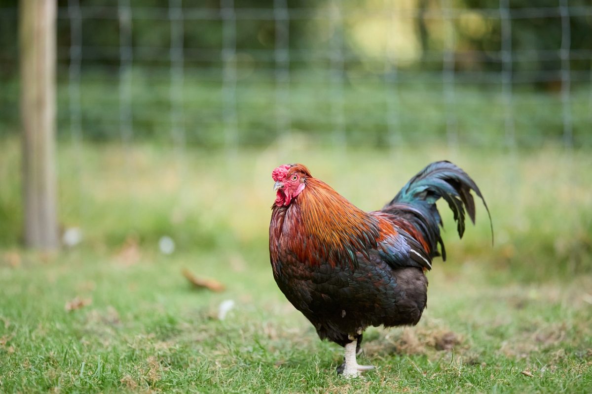 rooster, bird, colorful, farm, outdoors, feathered, rural, agriculture, grass, wing, comb, nature, male, standing, yard, livestock, industry, bird's eye
