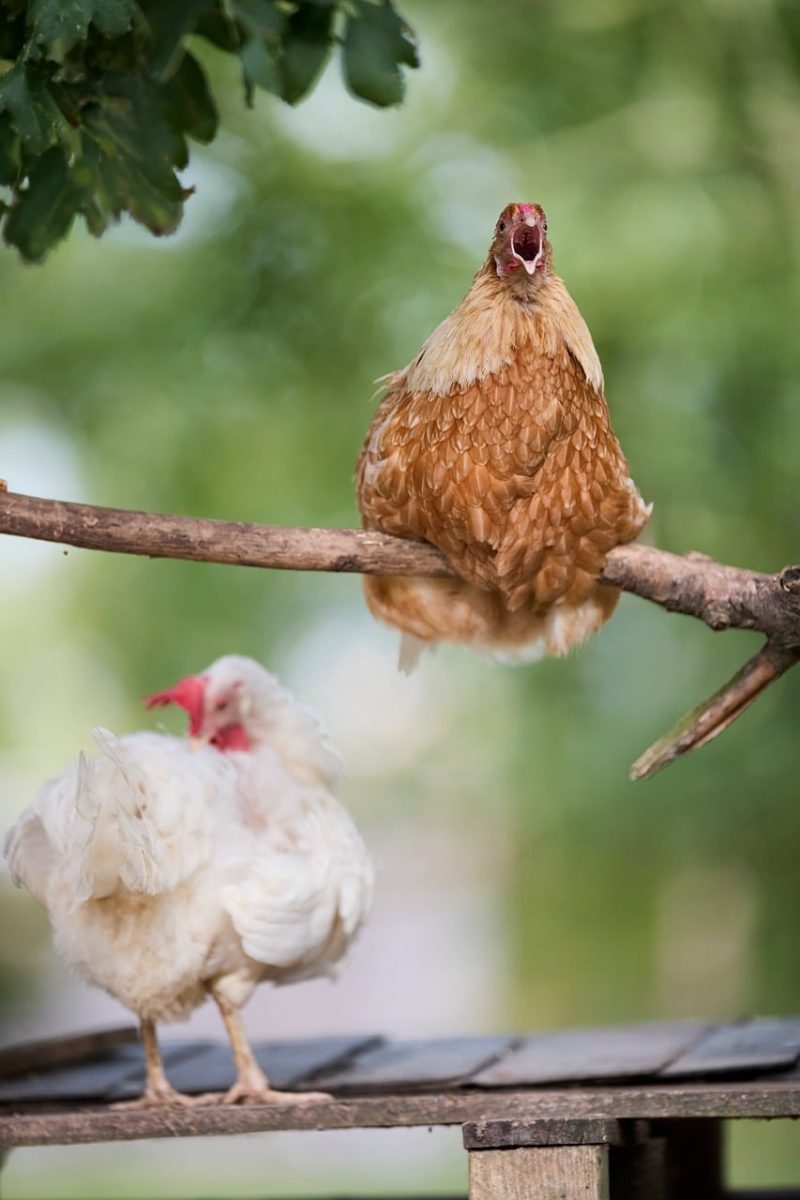 hen, agriculture, bird, clucking, branch, countryside, livestock, nature, outdoor, funny, color, white, brown, perched, singing, farm, cohesive, open beak, poultry, feather