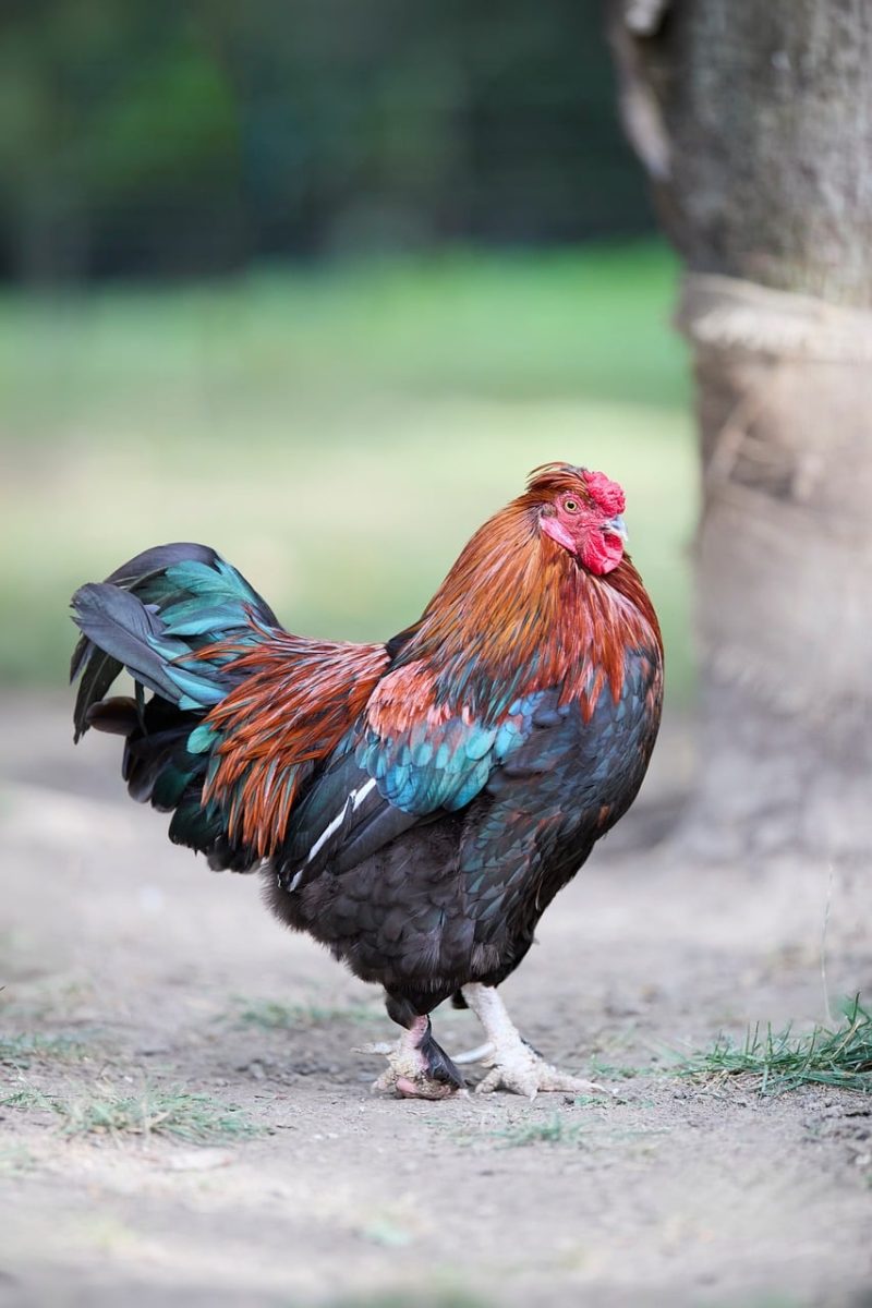 red comb, colorful feathers, young rooster, bird profile, outdoors, livestock farming, rural life, orange feathers, blue-green color, live animals, nature, wattles, rooster feathers, rooster comb, urae, green field, bright colors, avian world, natural world, agricultural production, farm ecosystem