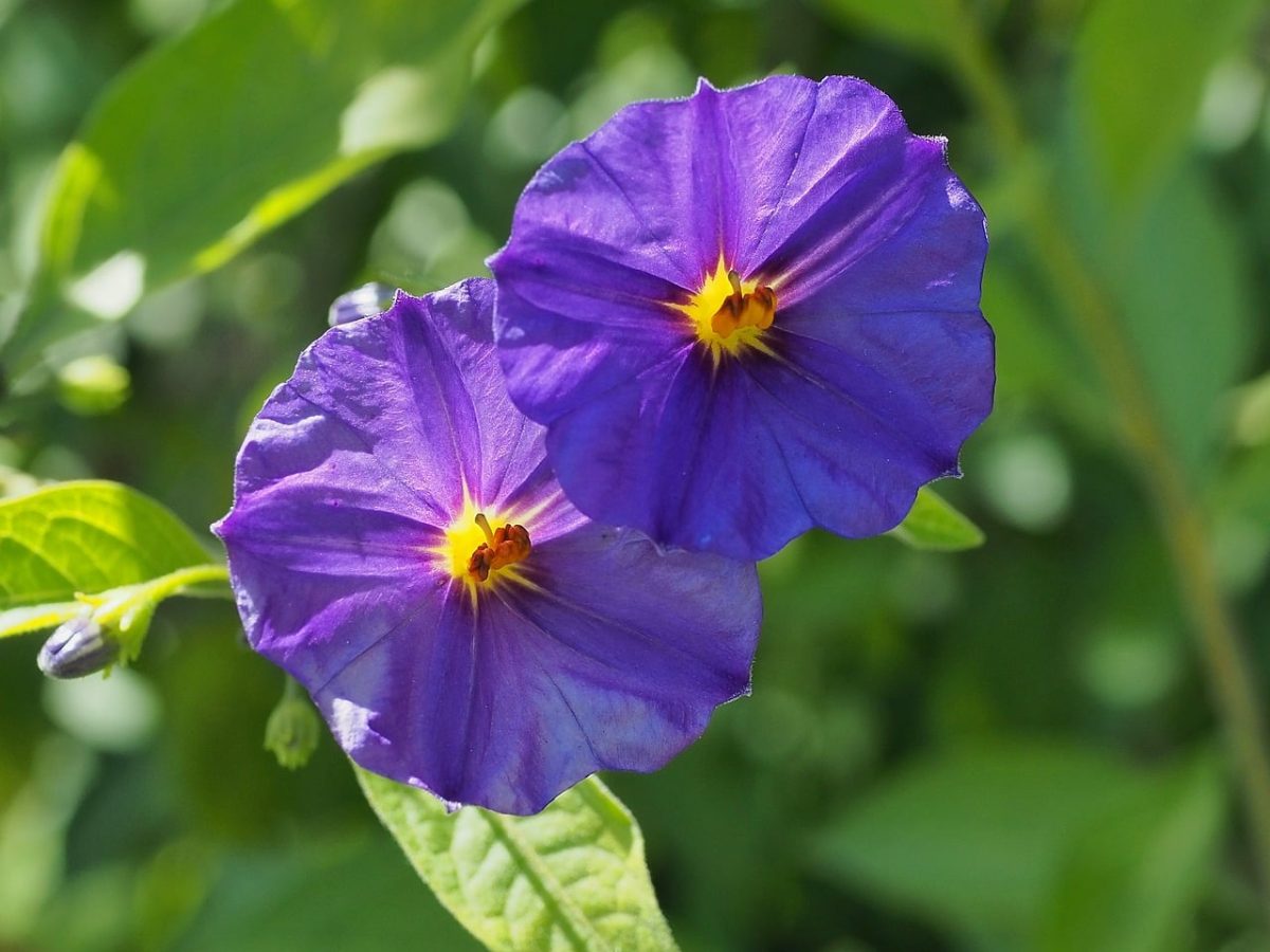flowers, purple, summer, nature, macro, garden, plant, blooming, green, solanum, shrub, sunny, outdoor, details, beauty, colorful, decorative, botany, sensory, fresh