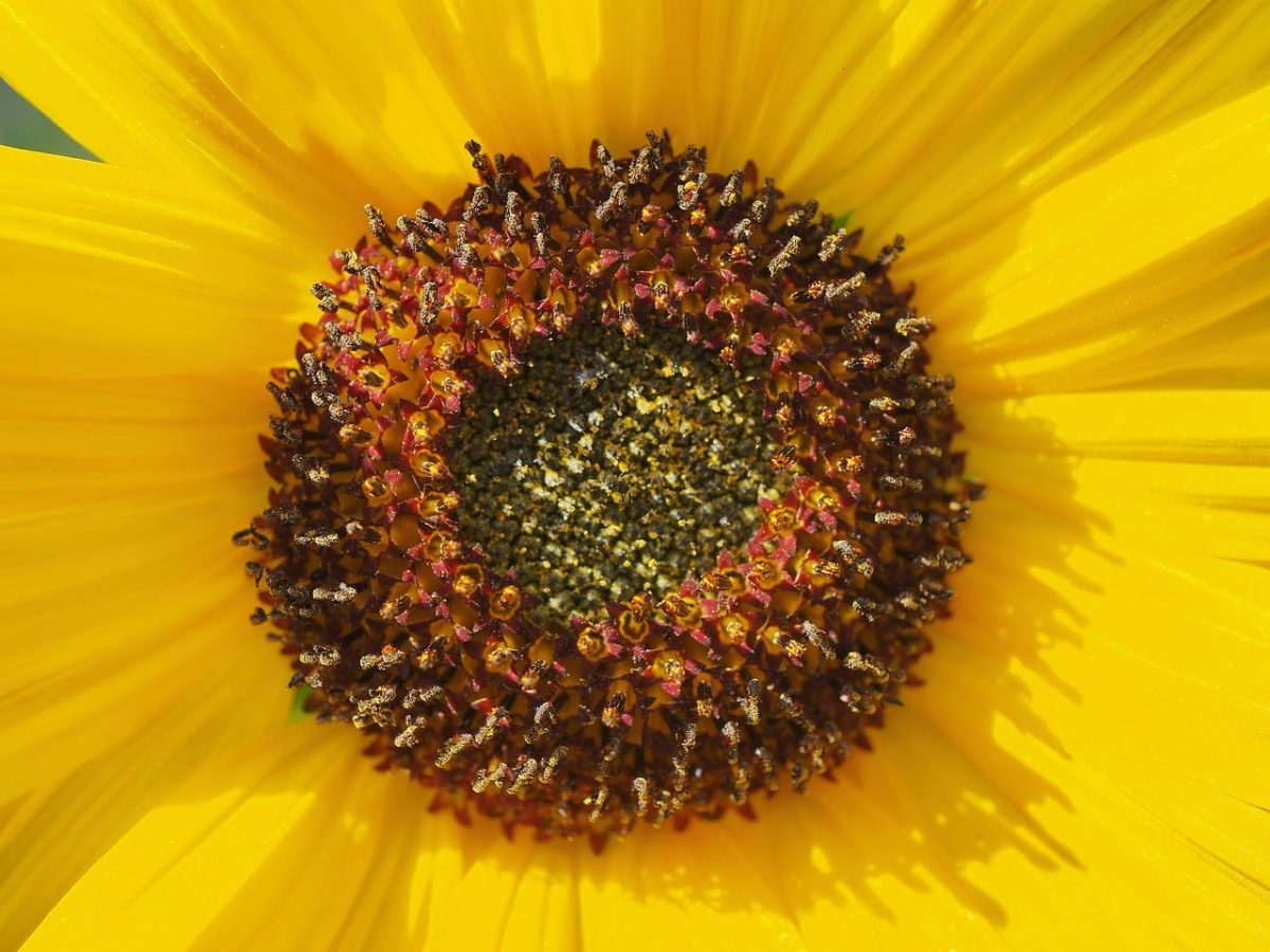 sunflower, nature, blossom, yellow, botany, macro, garden, detail, flower wallpaper, flower, circle, autumn, blooming, dark, center, flower background, summer, natural, greenery, field, beauty, beautiful flowers, shadow