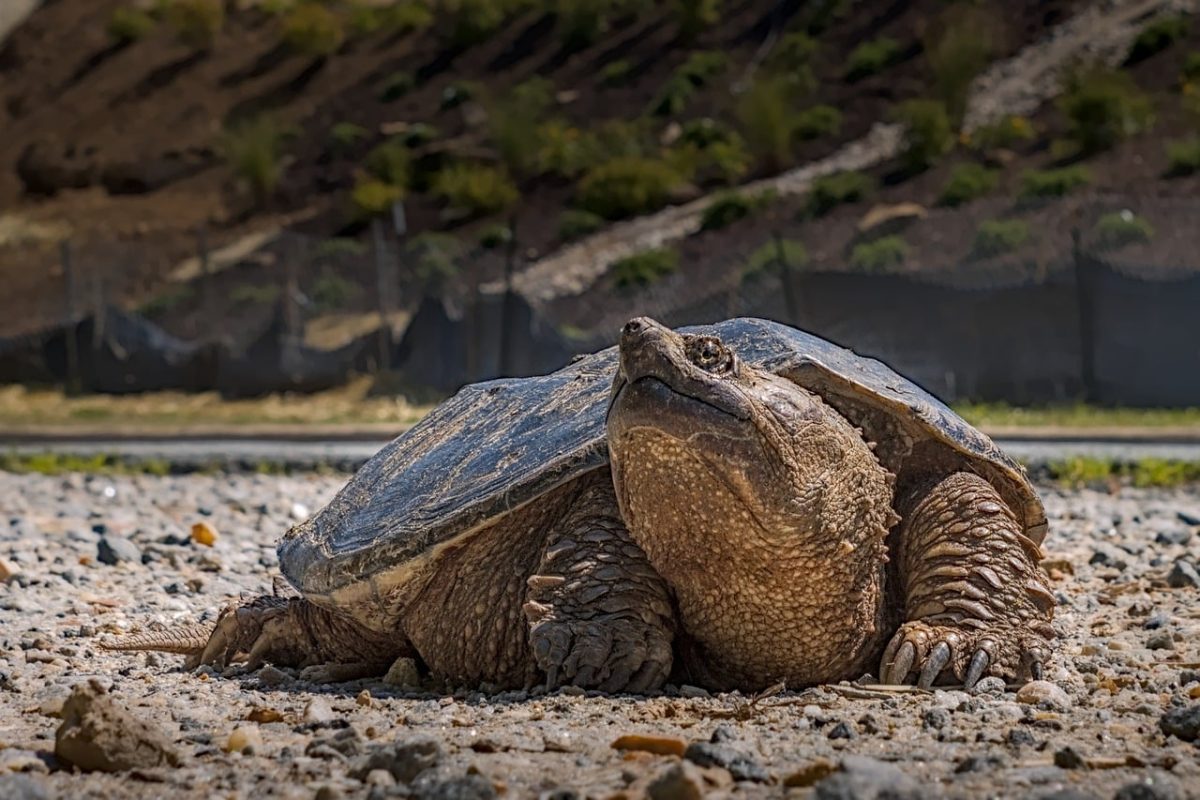 turtle, reptile, wildlife, nature, snapping turtle, shell, environment, land turtle, ecology, species, soil, home, surface, battle, rough, structural, hostile, adaptable, earthy, forelimb