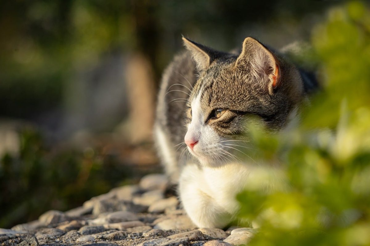cat, animal, feline, pet, nature, mammal, outdoors, cute, white, gray, green, fur, relaxation, sunny, rest, walk, landscape, relaxed, tomcat, gravel